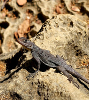 /album/fotogaleria-madagaskar-zajazd-vy-a-my1/madagaskar-zajazd-122-jpg2/